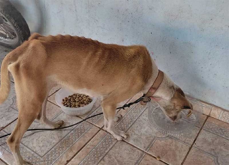 Polícia Civil detém dono de sítio por maus-tratos a animais em Rosário Oeste, MS