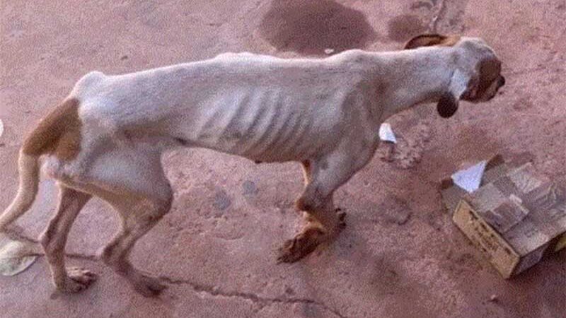 Animal foi abandonado sem água e sem comida (Foto: Aliança com 4 patas)