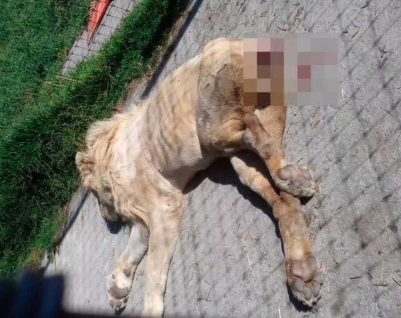 Leões famintos são forçados a comer os próprios rabos em zoológico no México; VÍDEO