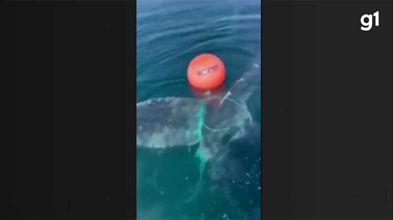 Baleia presa em cordas de boia é libertada no Ártico norueguês; veja VÍDEO
