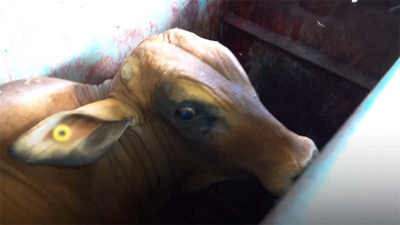 Documentário expõe crueldade na exportação de animais vivos pelo Brasil