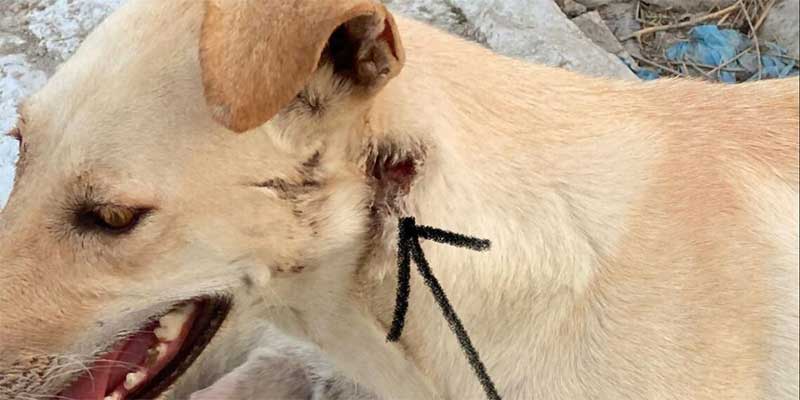 Atiradores armados matam 29 cães e ferem inúmeros outros no Catar