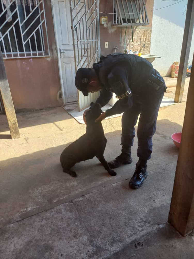 Maus tratos contra animais leva servidora pública para a cadeia em Parauapebas