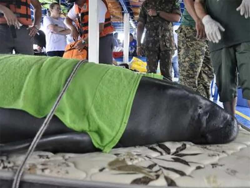 Do resgate à soltura: entenda o processo de reabilitação dos peixes-boi reintroduzidos no rio Amazonas
