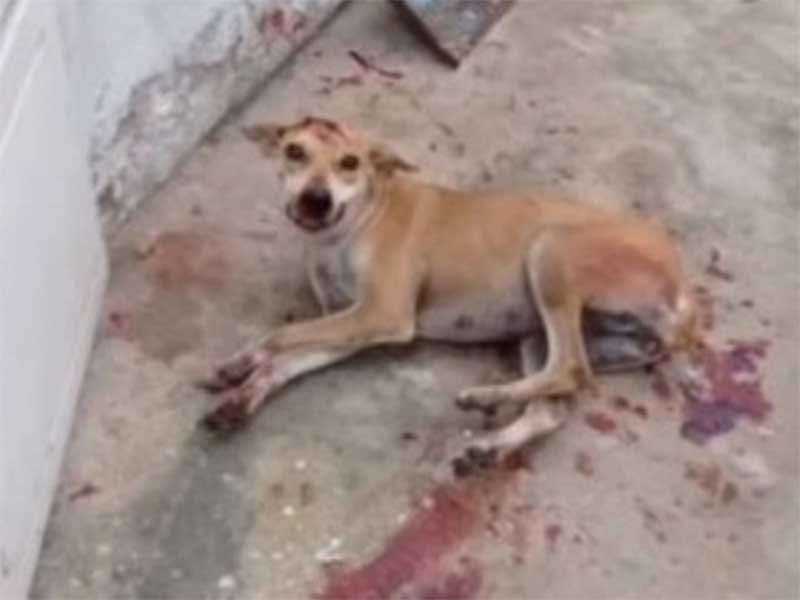 Homem tenta estuprar cachorra em Belém do São Francisco (PE); animal foi espancado em seguida