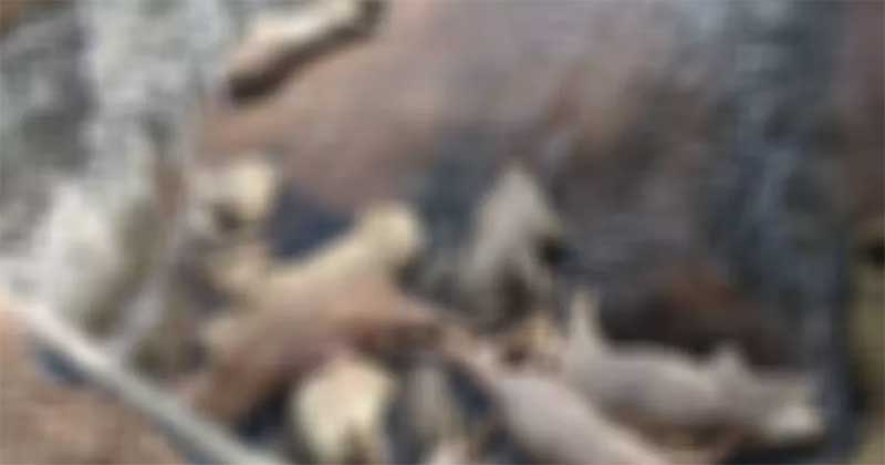 Porcos mortos são encontrados em rio no Paraná