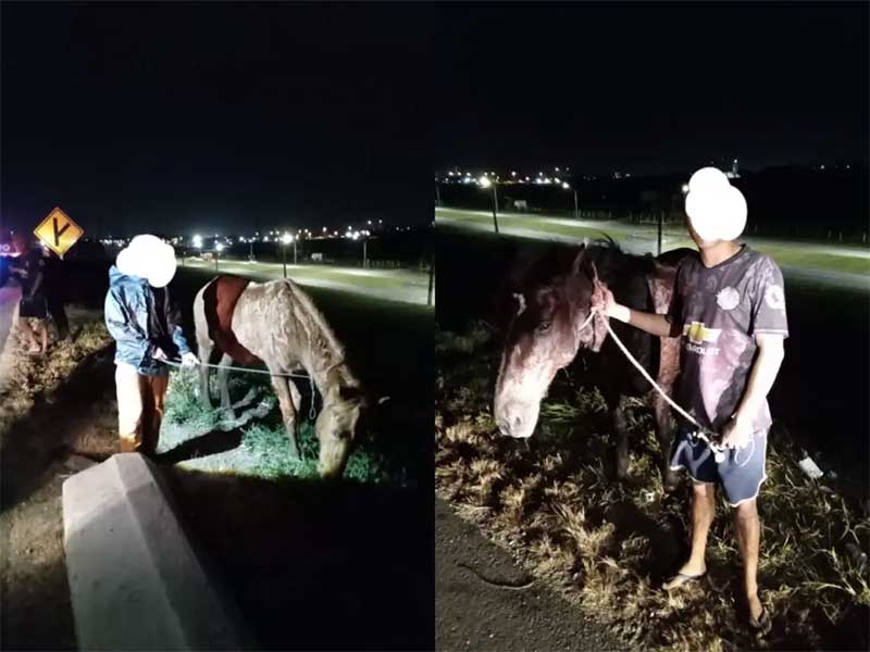 Tutores acusados de maltratar cavalos invadem Centro de Zoonoses para resgatar animais e são presos em Curitiba, PR