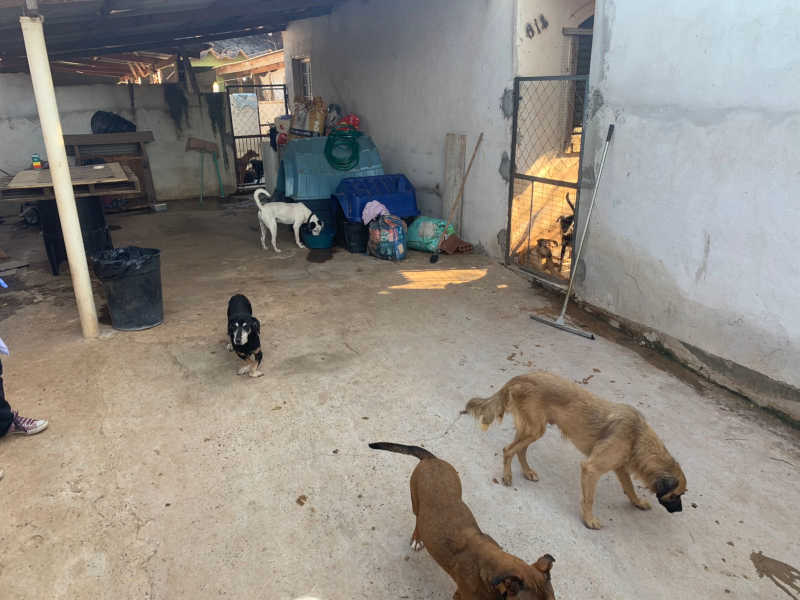 Cuidadora fica doente e mais de 100 animais ficam abandonados em Maringá, PR