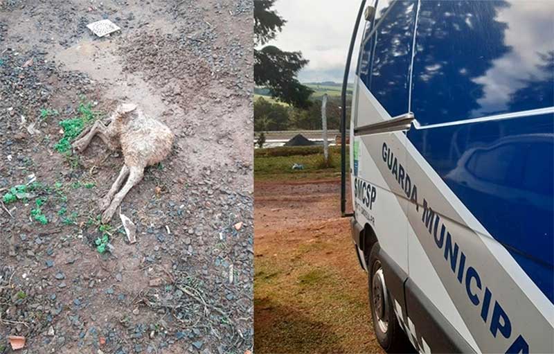 GM resgata cachorro vítima de maus-tratos em Ponta Grossa, PR