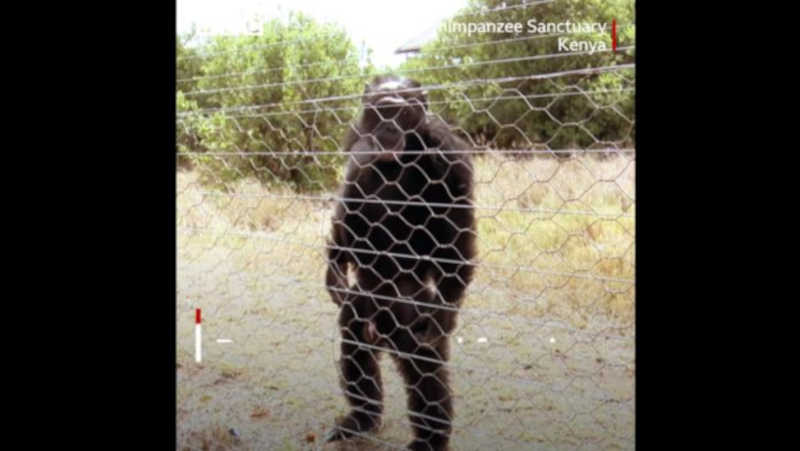 Chimpanzés passam a andar como humanos depois de sofrerem maus-tratos
