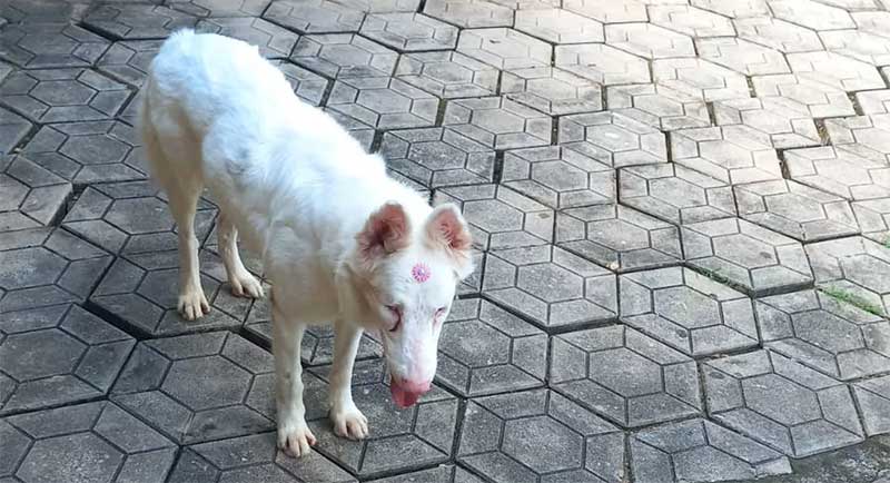 Cadela albina que não ouve, nem enxerga, é adotada depois de ter sido abandonada duas vezes em Cacoal, RO