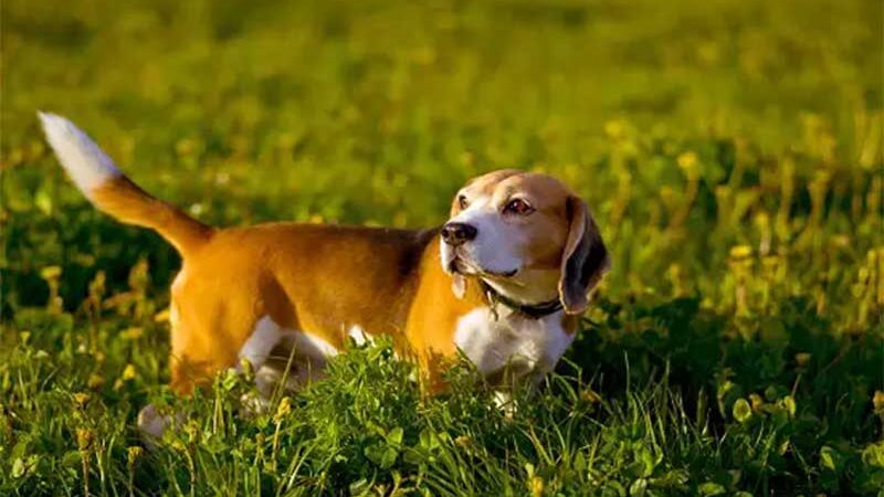 A DDIV ocorre com mais frequência em animais condrodistróficos, como o Beagle Crédito: Envato