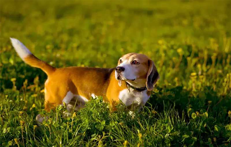 Cães “salsichas” têm 25% mais chance de ter hérnia de disco