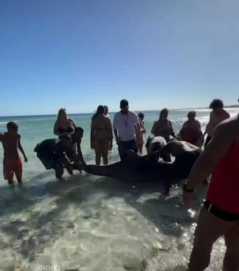 Golfinho morre após encalhar em praia de Arraial do Cabo, no RJ