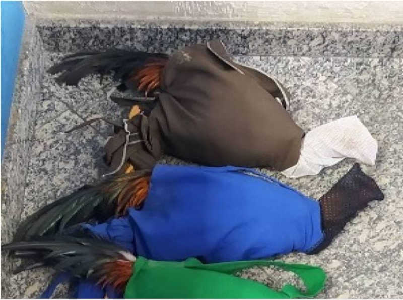 Homem é detido por maus-tratos transportando galos “de rinha” na BR-101, no RJ