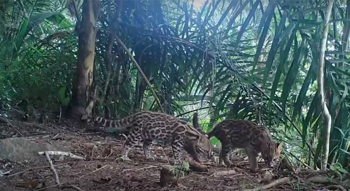 Gato-do-mato flagrado por câmeras do Aventura Animal na Serra do RJ — Foto: Divulgação/Projeto Aventura Animal