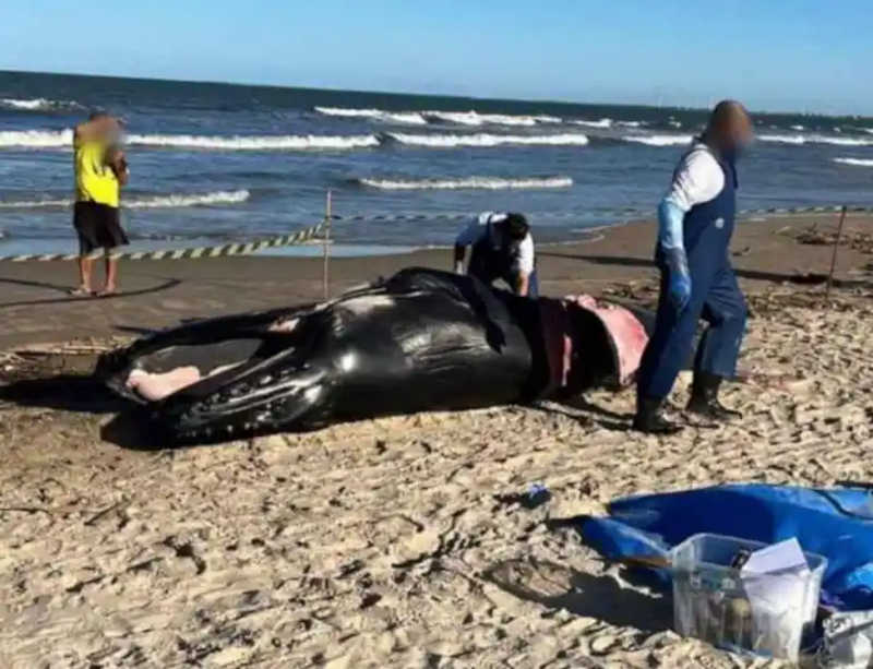 Baleia-jubarte é encontrada morta na praia do Sossego, em São Francisco de Itabapoana, RJ