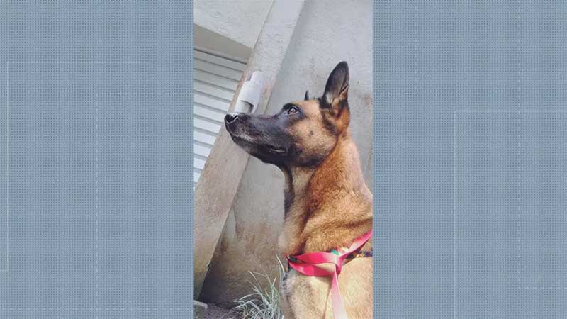 A cadela Macarena era usada por homem para cometer crimes na Zona Sul do Rio de Janeiro. — Foto: Reprodução/ TV Globo