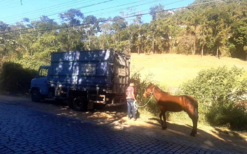 Cavalo vítima de abandono é resgatado em Teresópolis, RJ