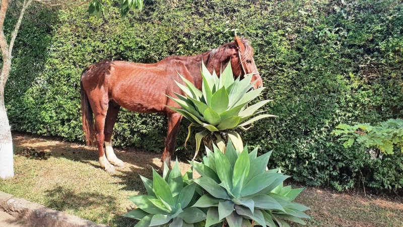 COPBEA resgata mais um cavalo debilitado abandonado em via pública em Teresópolis, RJ