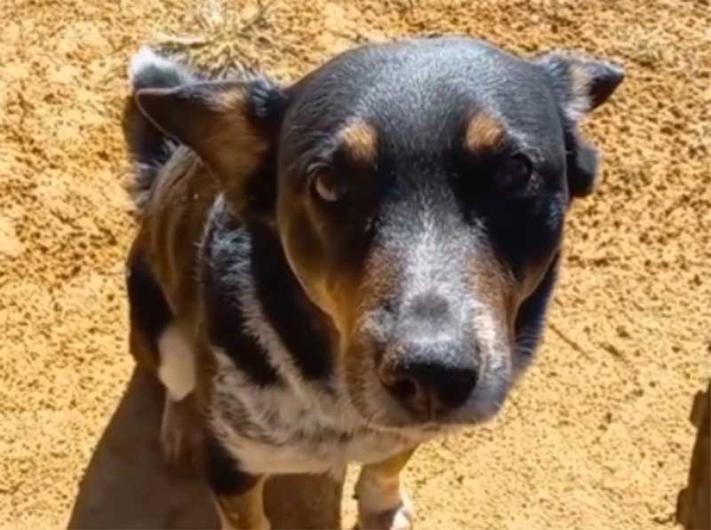 Cachorro baleado por armadilha de caçadores no interior de Teresópolis está recuperado
