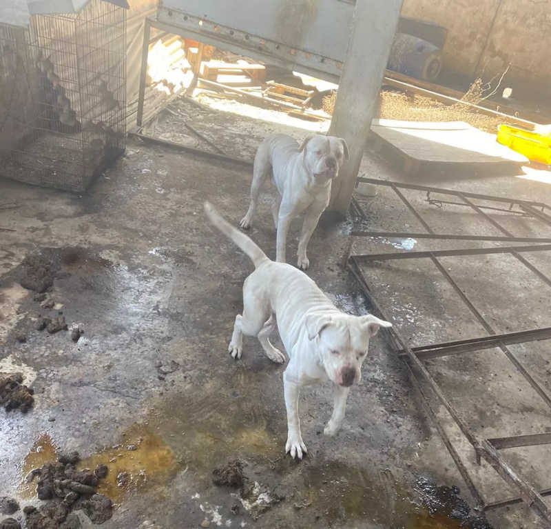 Operação resgata mais de 70 animais com sinais de maus-tratos em Volta Redonda, RJ; tutor é preso