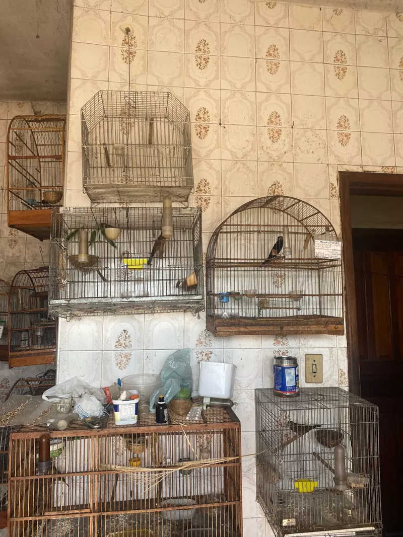 Após denúncias, cães e pássaros são resgatados em situação de maus-tratos em Volta Redonda — Foto: Divulgação/Prefeitura Municipal de Volta Redonda