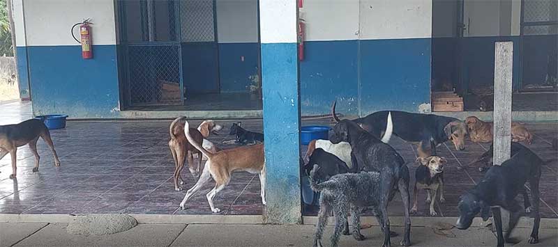 Liminar obriga Município fazer reestruturação do abrigo municipal de animais em Ariquemes — Foto: Ana Cláudia Ferreira/Rede Amazônica