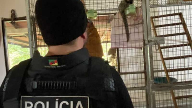 Polícia resgata macacos e cães em situação de maus-tratos em Canela, RS
