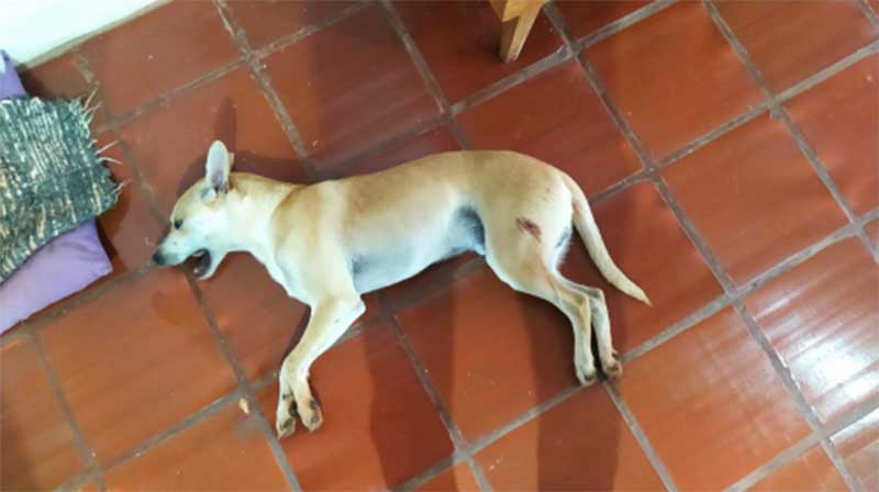 Cachorro foi atingido por tiro de arma de pressão em Crissiumal, RS
