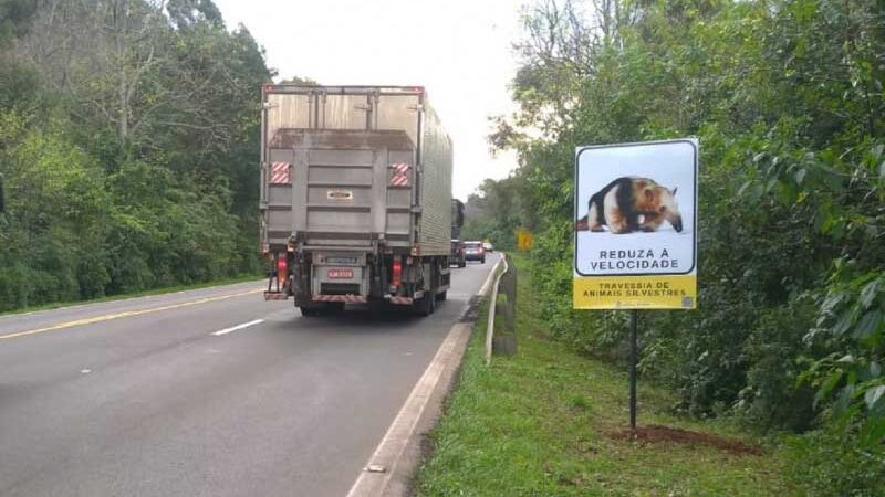 Placas sobre travessia de animais silvestres são instaladas em Gramado, RS