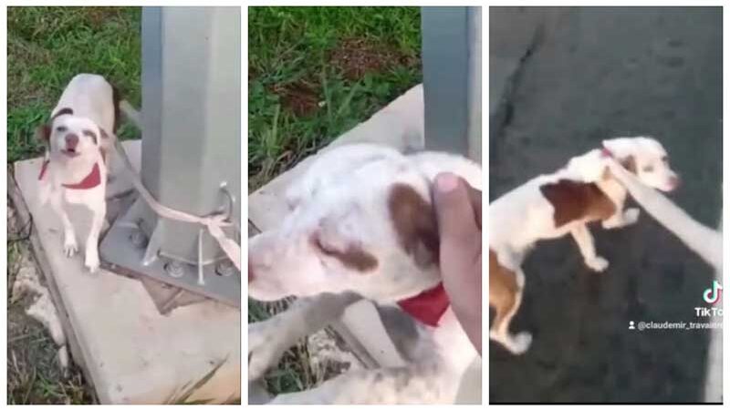 Caminhoneiro resgata cachorro abandonado e amarrado em uma rodovia no RJ