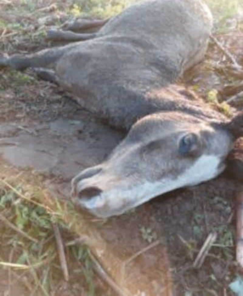 Drama de égua atropelada gera repercussão e animal morre em Montenegro, RS
