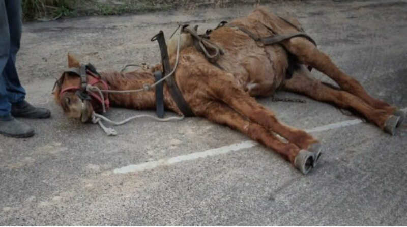 Cavalo é encontrado em situação de maus-tratos e dois são levados à DP em Osório, RS