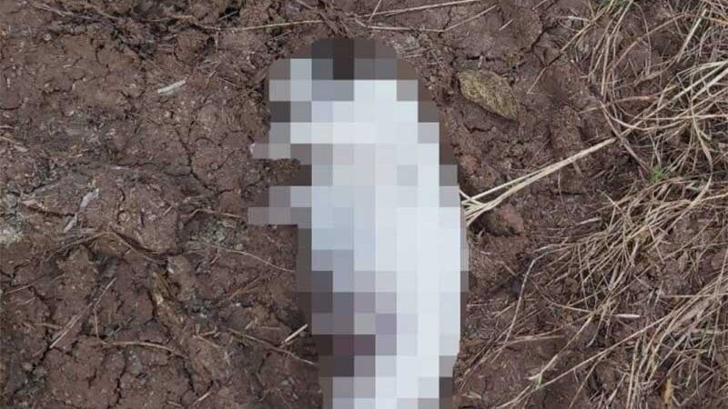 Filhotes de cachorro são encontrados mortos em Westfália, RS