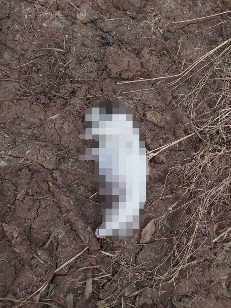 Filhotes de cachorro são encontrados mortos em Westfália, RS