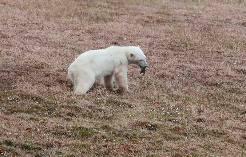 Ursa polar é resgatada após prender a língua em lata de leite condensado na Rússia