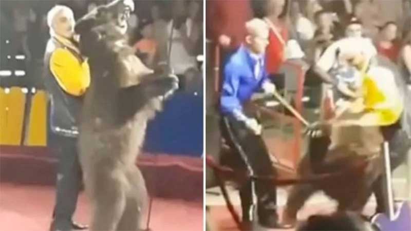 Urso se irrita e ataca adestrador em circo na Rússia