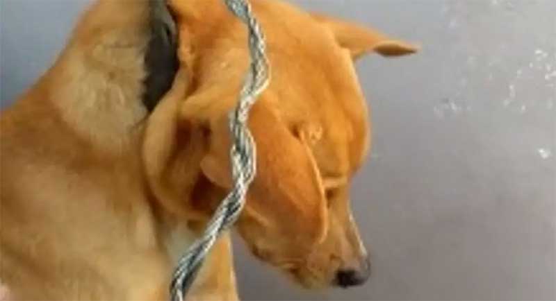 Cão é resgatado após vizinha flagrar animal sendo enforcado em Blumenau, SC
