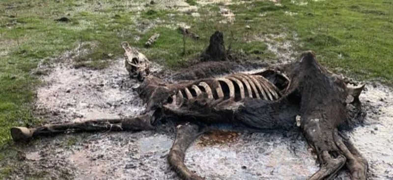 Cena de restos mortais de cavalo repercute em Cachoeira do Sul, SC