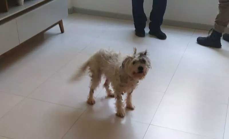 Cão é resgatado de situação deplorável em apartamento de Chapecó, SC
