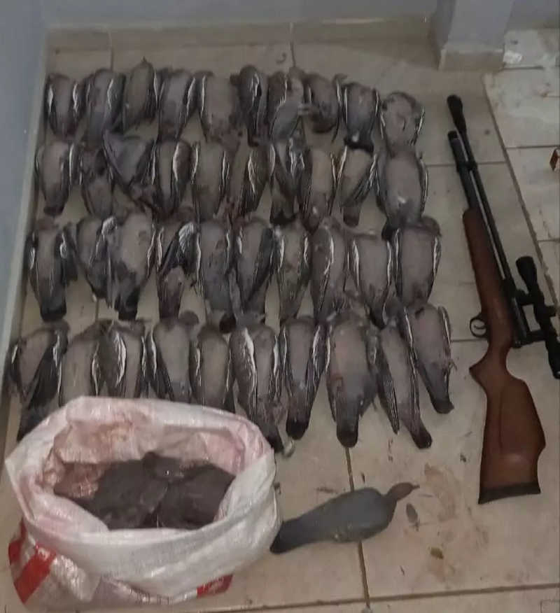 Polícia Militar flagra homem com carabina e 40 pombas mortas em Chapecó, SC