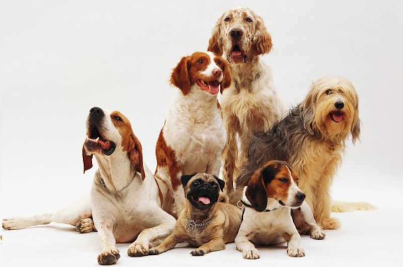 Justiça impede que prefeitura remova abrigos de cães em Criciúma, SC