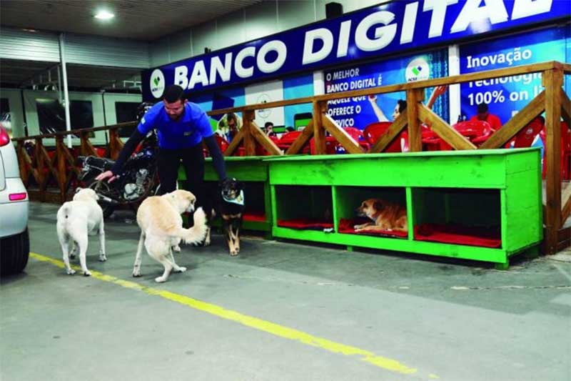 Posto de combustível adota cães de rua e chama atenção em Criciúma, SC