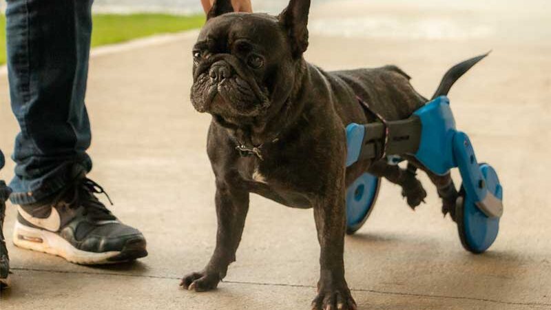 Egresso da UFSC desenvolve cadeira de rodas para cães com barras flexíveis e baixo custo