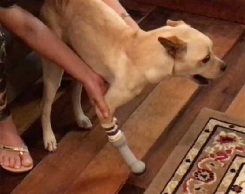 Nina foi a motivação inicial para Artur trabalhar em projetos voltados a cachorros com deficiência. Na foto, ela testa uma prótese que ele projetou para um trabalho acadêmico em 2018