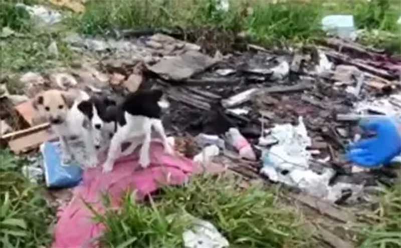 Filhotes de cachorro que moravam em sofá na rua são resgatados em Florianópolis, SC