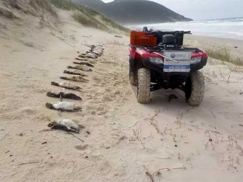 Quase 300 pinguins são encontrados mortos em 40 dias em Florianópolis, SC