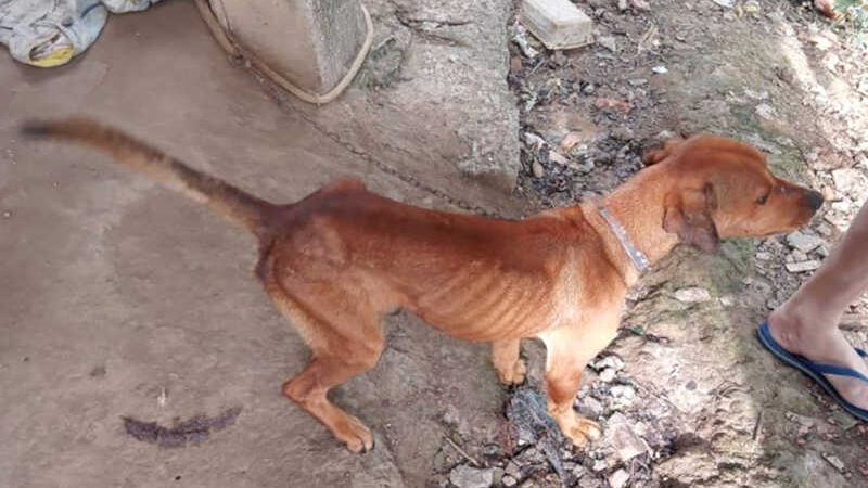 Imagens mostram cães em situação de maus-tratos em Ilhota, SC
