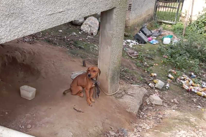 Imagens mostram cães em situação de maus-tratos em Ilhota